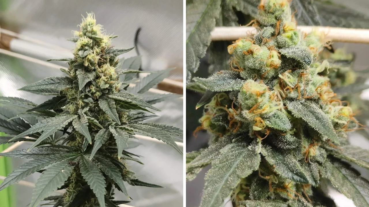 AK-47 from WeedSeedsExpress grown by TeknoRanger on Growdiaries