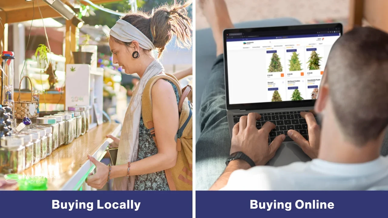 Guide To Buying Cannabis Seeds In The USA - WSE USA