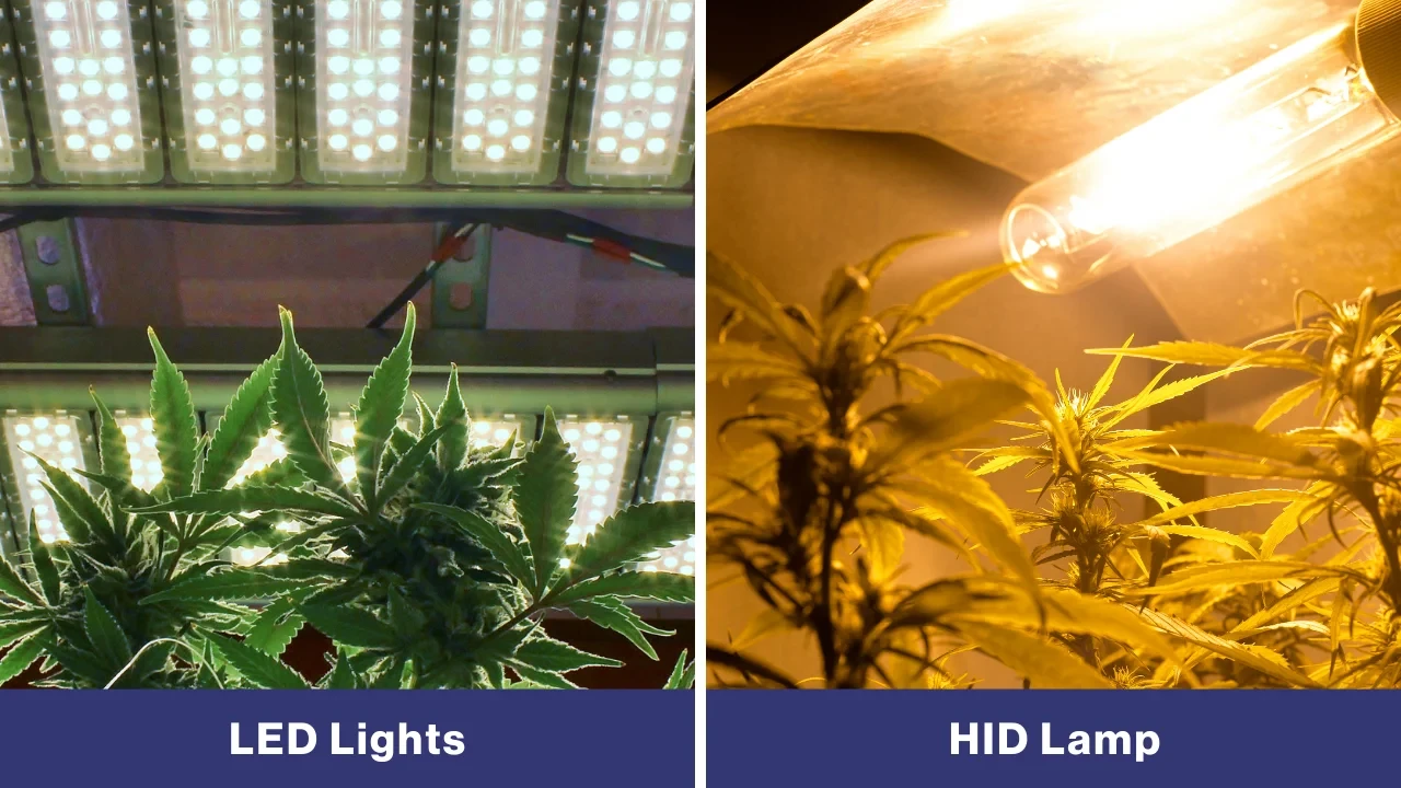 weedseedsexpress-led-vs-hid-comparison