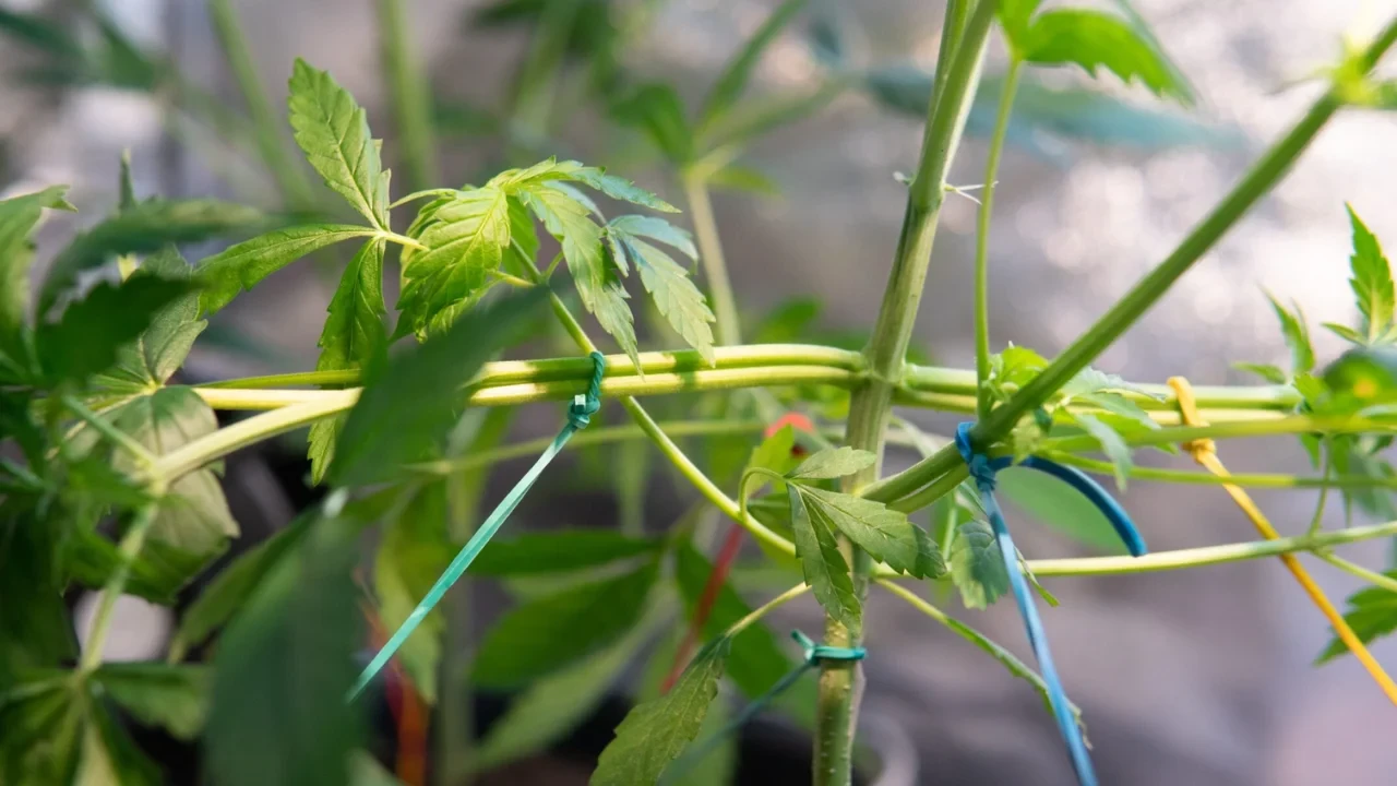 Mainlining cannabis takes 60-70 days on average as the branches grow out. The time varies based on how often you repeat the process