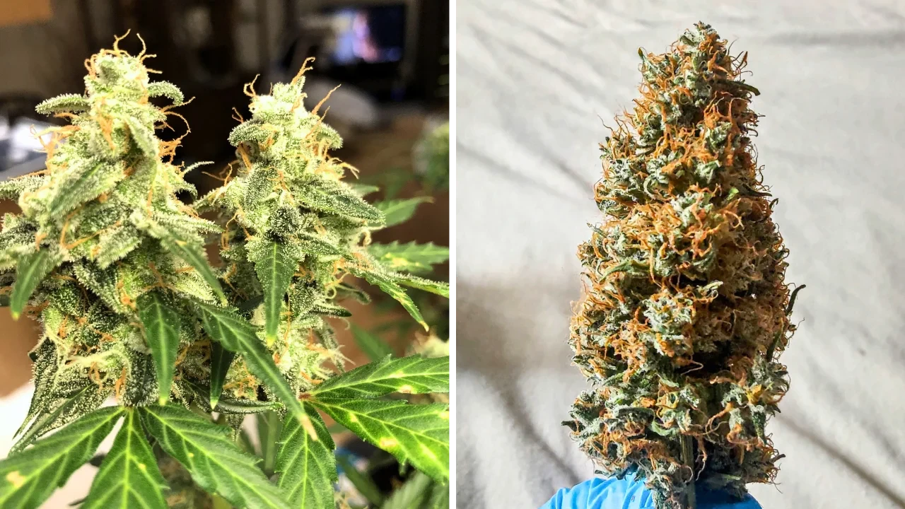 10 Potent Sativa Strains That Grow Very Short - WSE