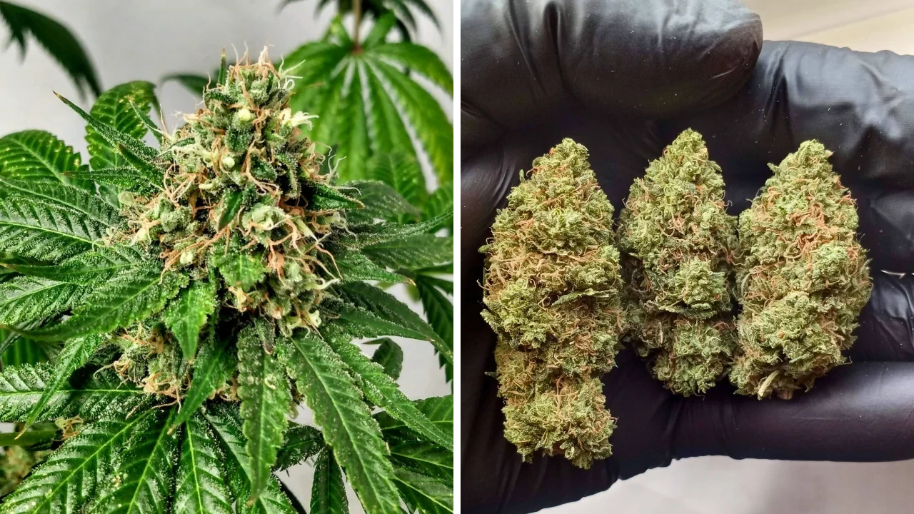 10 Of The Best Cannabis Strains To Grow With Hydroponics - WSE