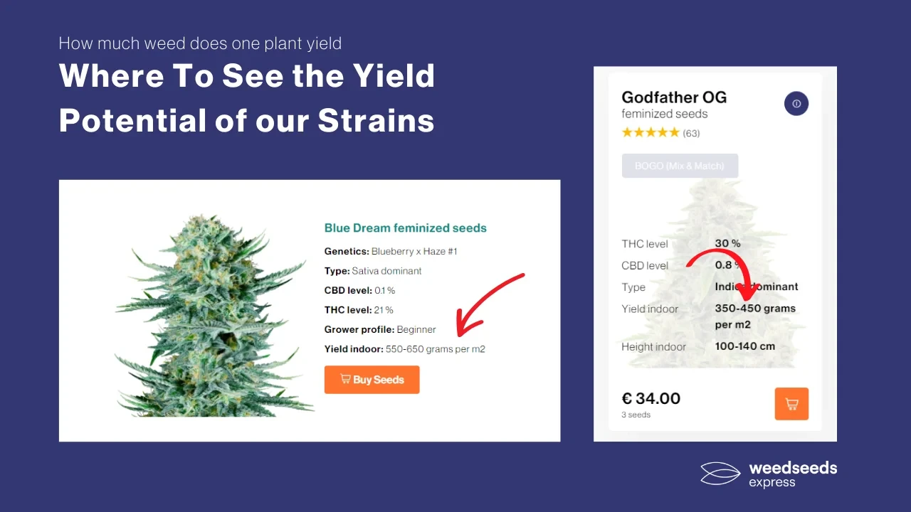 weedseedsexpress-yield-potential-of-strains
