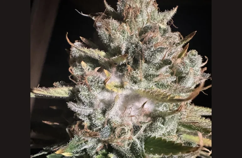 Extreme close-up of a cannabis flower showing a thick, white, fuzzy patch of Botrytis mould (mycelium) growing over the resinous buds.