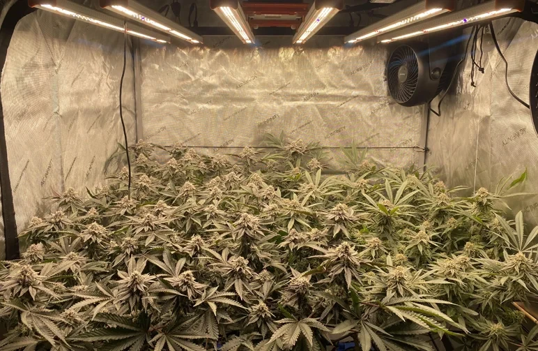 Advanced Cannabis Plant Training: The Ultimate Guide to Maximizing Yields