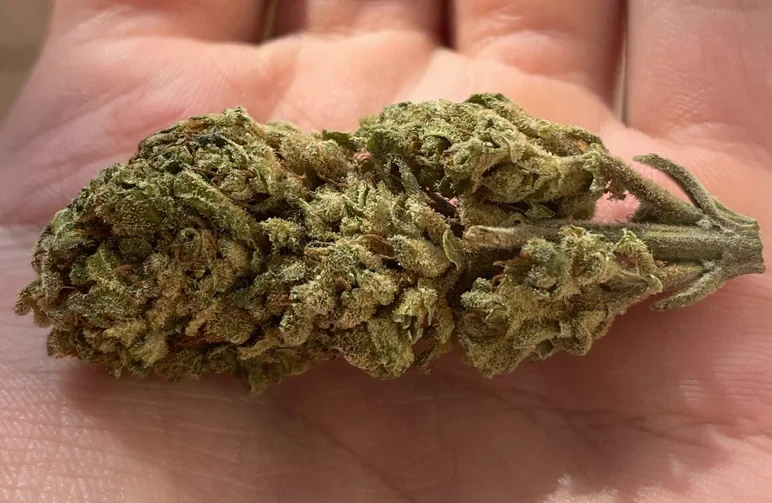 A close-up of a cannabis flower showing an open, airy structure and foxtailing, used as an example of a mold-resistant bud shape for humid climates.