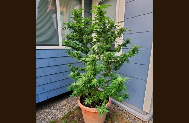 A tall Sativa cannabis plant growing outdoors in a large pot showing an open, airy branching structure to prevent mold.