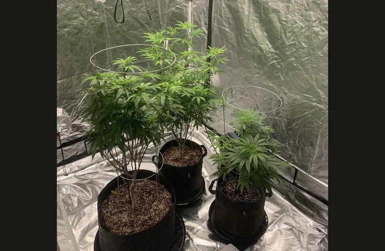 A professional indoor grow tent setup showing three cannabis plants in fabric pots, used as a visual example for Alaska's 3-mature-plant legal limit.