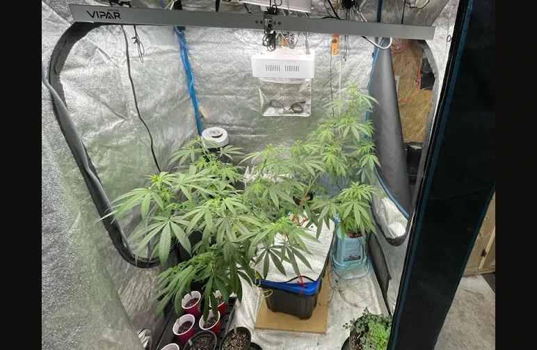 An indoor cannabis grow tent in a basement featuring a tower humidifier and plants in various stages of growth.