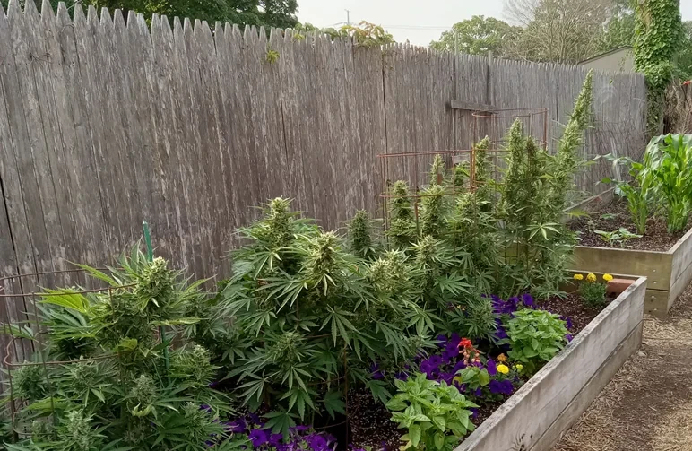 Outdoor cannabis garden featuring flowering plants in a wooden raised bed next to a tall privacy fence.