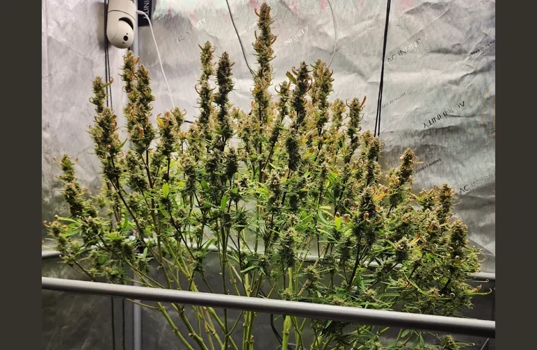 Seitenansicht einer gelollipoppten Cannabispflanze in einem Grow-Zelt, mit kahlen Stängeln in der unteren Hälfte und mehreren sich entwickelnden Colas in der oberen Hälfte.