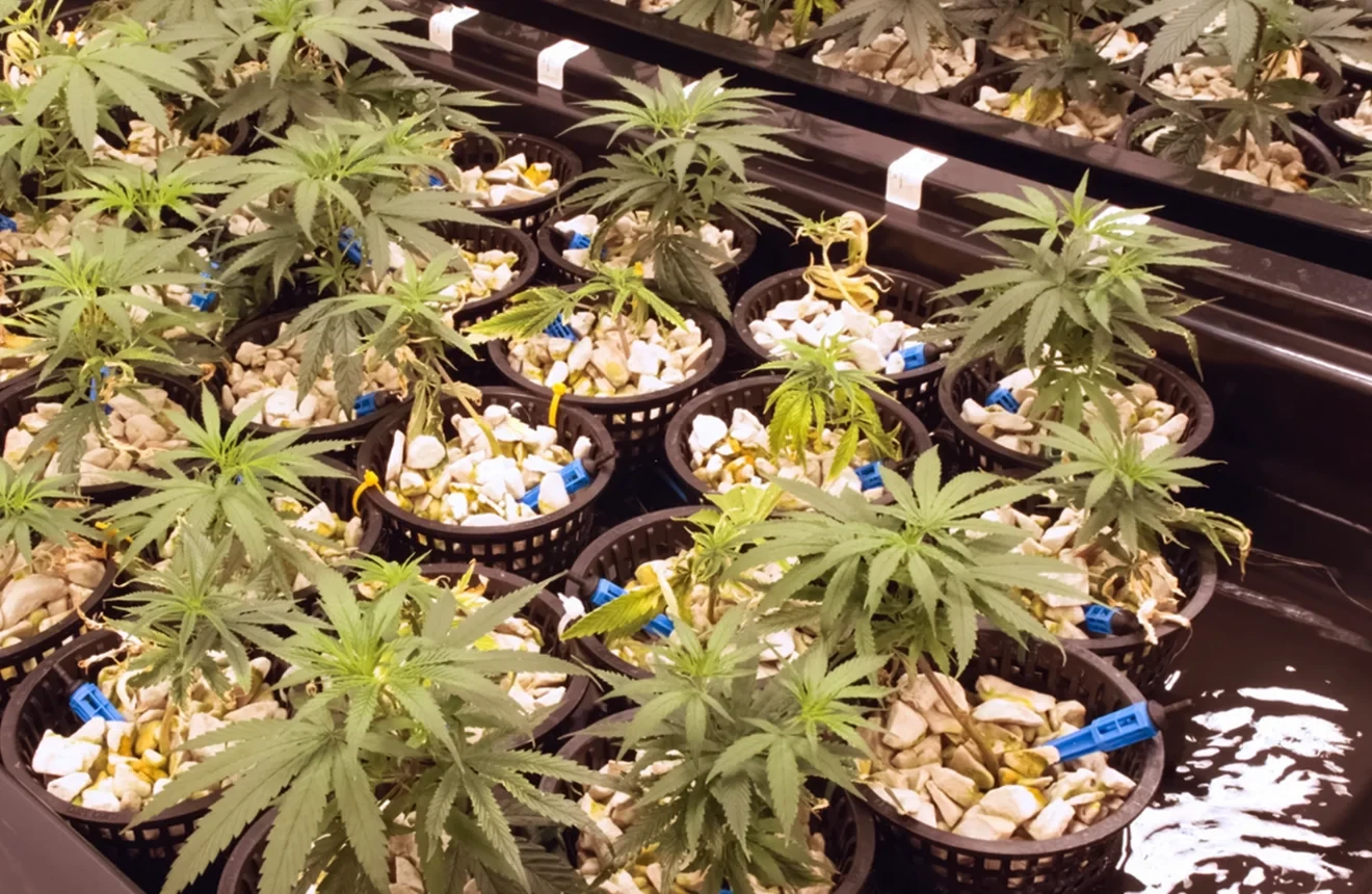 10 Best Cannabis Strains For Hydroponics