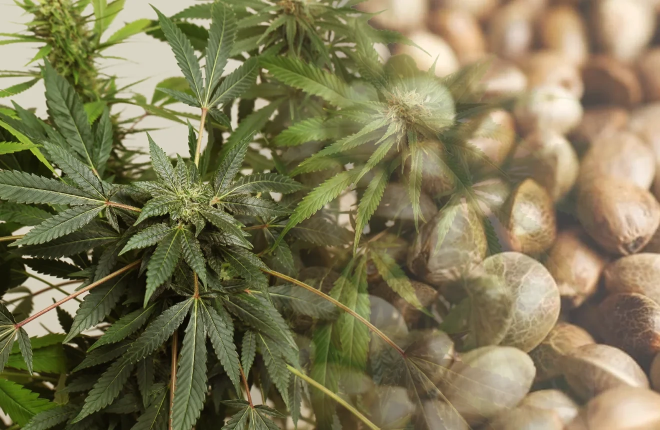 10 Short Growing Sativa Strains