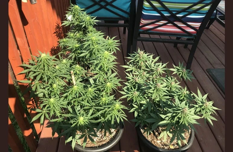 Two healthy flowering cannabis plants in black pots sitting on a wooden outdoor deck in the bright sun, showing a successful small-scale outdoor grow.
