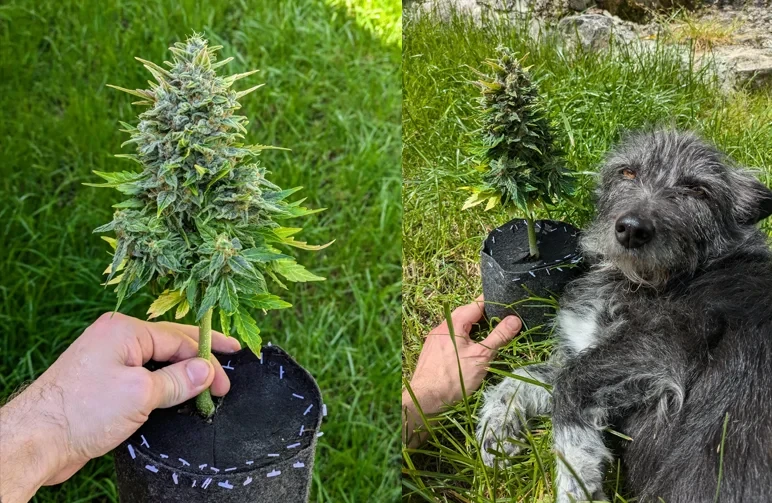 Ein direkter Größenvergleich: Eine sehr kleine, blühende Autoflower-Cannabispflanze wird in einer Hand gehalten und sitzt neben einem Hund als Maßstab, wodurch ihr unauffälliges Wachstum demonstriert wird.