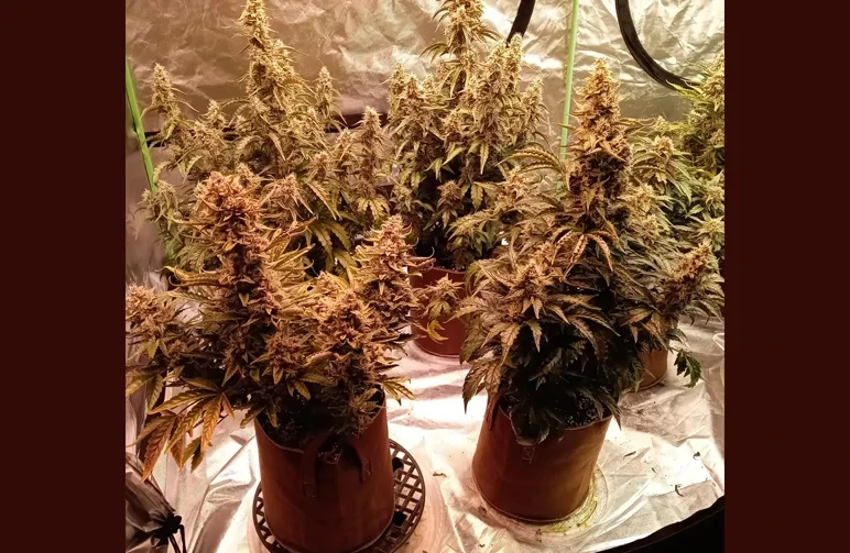 Indoor grow tent featuring four mature autoflower cannabis plants flowering heavily in tan fabric pots sitting on black drainage risers.