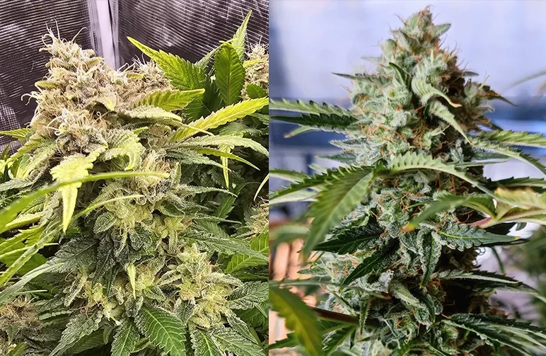 Autoflowering vs. Feminized Seeds: The Ultimate Comparison Guide