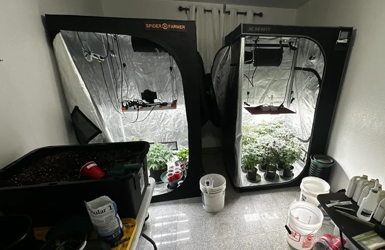 A complete indoor home grow setup featuring two grow tents with LED lights and ventilation, a large soil mixing bin, and a table organized with nutrient bottles and gardening tools.