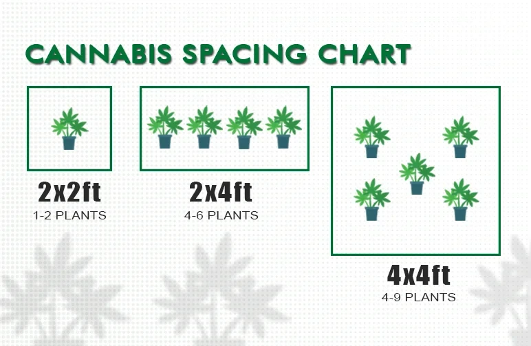A cannabis spacing chart infographic showing plant count ranges for grow tents: 1-2 plants for a 2x2ft tent, 4-6 plants for a 2x4ft tent, and 4-9 plants for a 4x4ft tent.