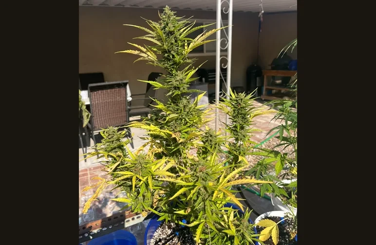 A mature autoflower cannabis plant in a blue pot showing yellowing leaves and ripe buds under bright summer sunlight.