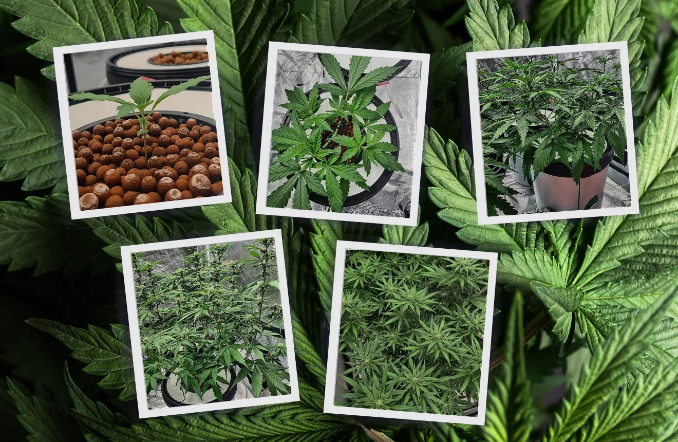 How To Grow Autoflowers Week by Week