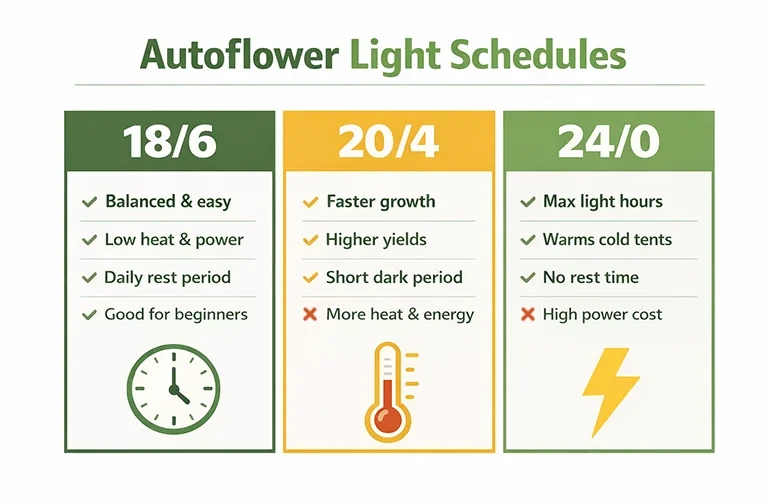 A comparison infographic for autoflower cannabis light schedules. Column one shows 18/6 as the balanced, beginner-friendly gold standard. Column two shows 20/4 for faster growth and higher yields. Column three shows 24/0 for maximum light hours and warming cold tents at a higher power cost.