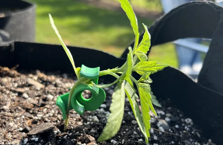 Close-up of a young cannabis seedling in a fabric pot. A green plastic LST clip is attached to the main stem, forcing the plant to bend at a sharp 90-degree angle horizontally to break apical dominance.