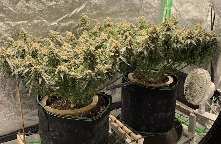 Two flowering autoflower cannabis plants in fabric pots inside a grow tent. The plants have been trained using LST to have a wide, completely flat canopy with dozens of large, uniform buds of equal height, rather than a single main cola.