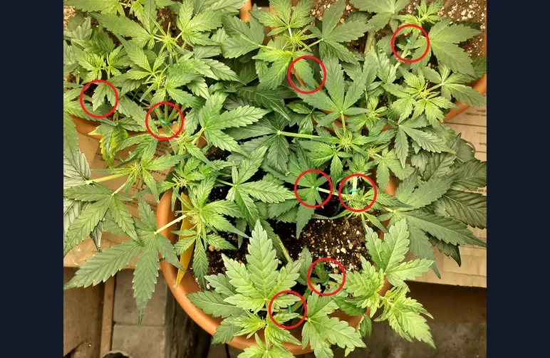 Top-down view of a vegetative cannabis plant with red circles highlighting the specific locations where soft garden ties are attached to the branches. The image demonstrates how to pull stems outward to create a flat, symmetrical canopy.
