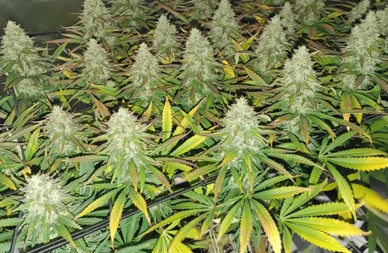 Canopy of flowering cannabis plants demonstrating 'the fade,' with large fan leaves turning yellow and purple while the buds remain dense and frosty, indicating harvest readiness.