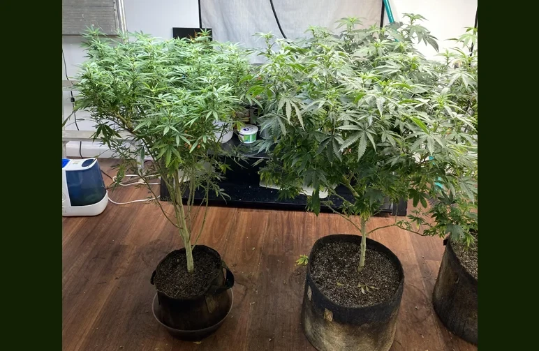 A side-by-side comparison of two cannabis plants in fabric pots. The plant on the left is in a 3-gallon pot and is more compact; the plant on the right is in a 5-gallon pot and shows a much thicker stalk and a significantly broader leaf canopy.