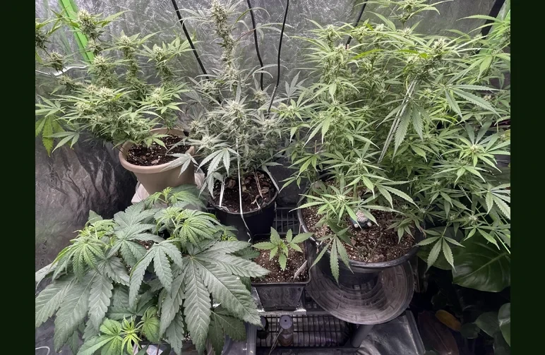 Indoor grow tent showing multiple cannabis plants in various growth stages and pot sizes, demonstrating the difference in plant size between small nursery pots and large plastic containers.