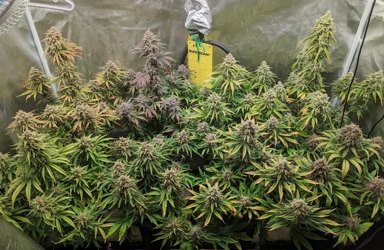 Ein lebhaftes Indoor-Grow-Zelt, gefüllt mit mehreren autoflowering Cannabispflanzen in einem Sea of Green (SOG)-Setup, das eine Mischung aus violetten und grünen Blütencolas zeigt.