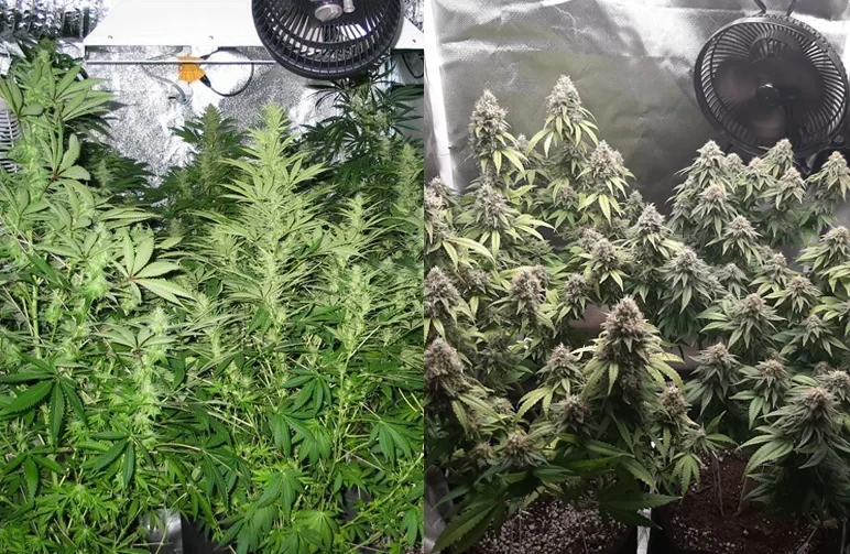 A side-by-side comparison of two cannabis grow tents: the left side shows an overcrowded canopy with tall, thin plants fighting for light; the right side shows properly spaced plants with thick, dense flower development and clear airflow.