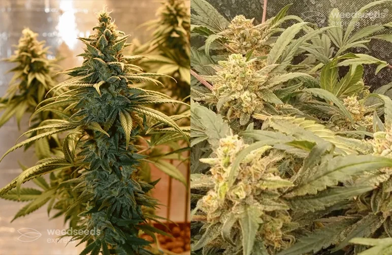 Side-by-side comparison of Granddaddy Purple cannabis genetics: a tall, dominant photoperiod cola on the left and a compact, resinous autoflower canopy on the right.
