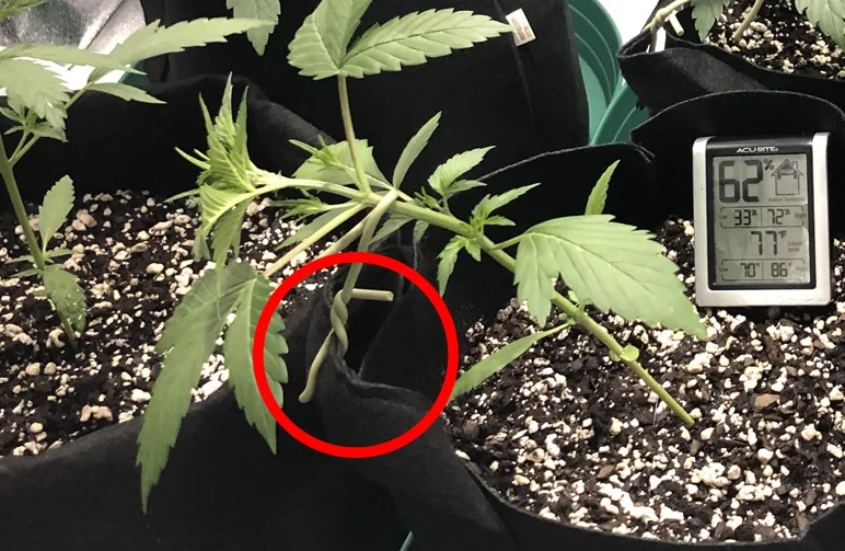 A close-up of a young vegetative cannabis plant undergoing Low Stress Training (LST). The main stem is gently bent sideways at a 90-degree angle. A red circle highlights where a soft green garden wire is hooked over the stem and anchored directly through the side of a black fabric grow pot.