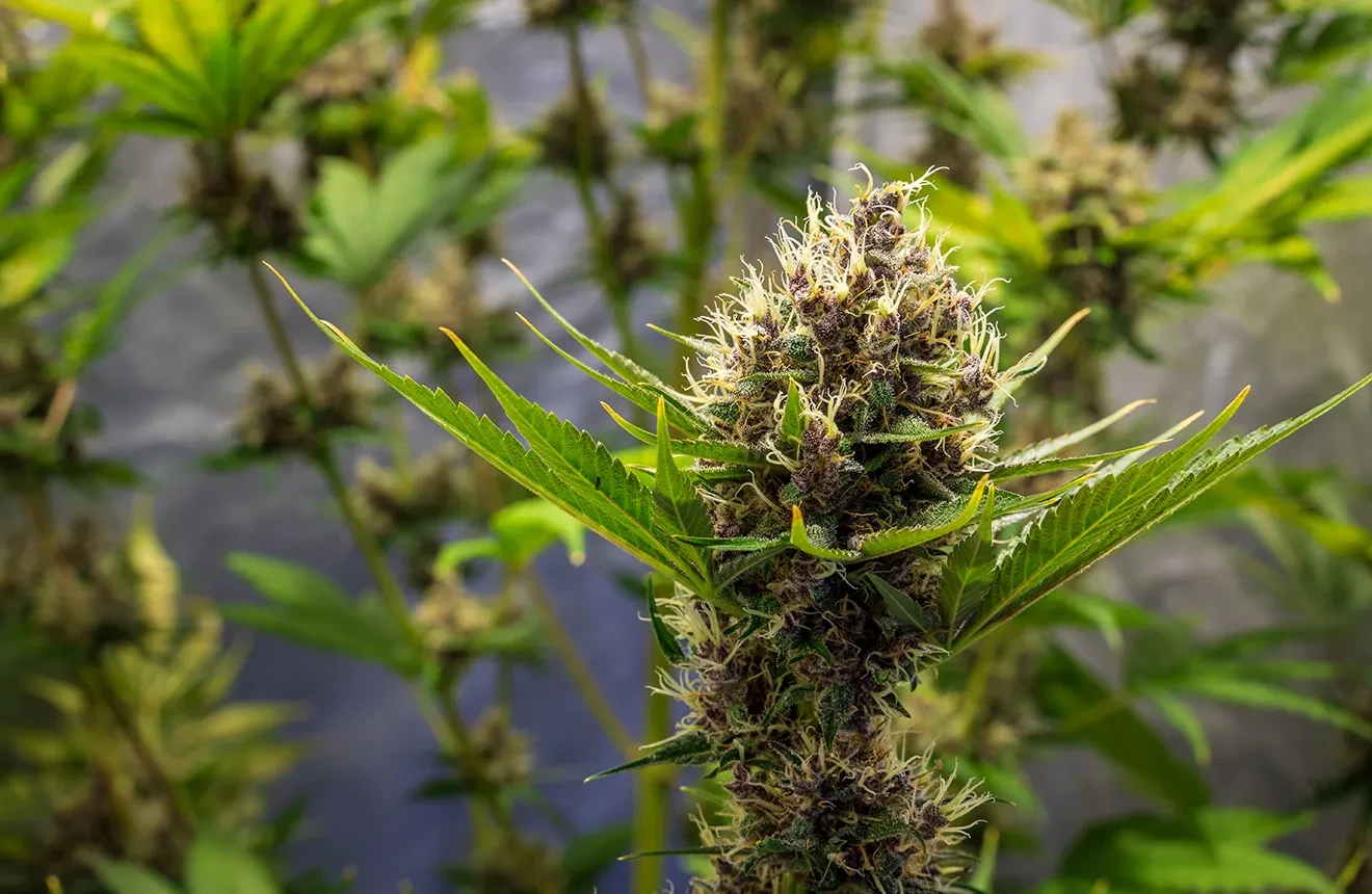 10 Highest Yielding Outdoor Cannabis Strains 🏆