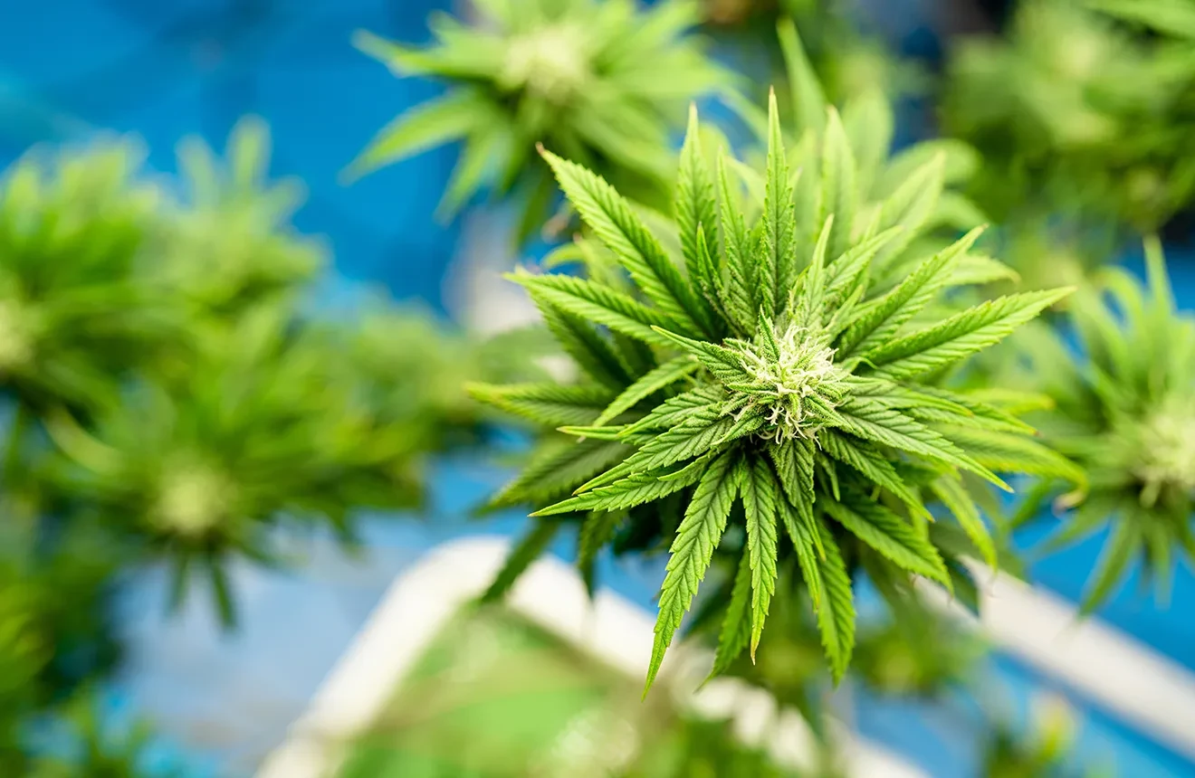 Top 8 Autoflowering Sativa Strains