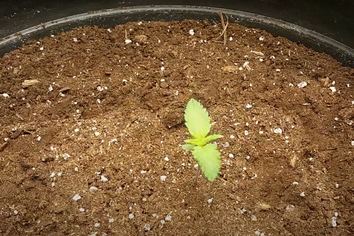 An image of a Cannabis plant in its seedling stage