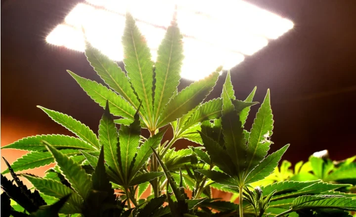 A closeup shot of the leaves of a Cannabis plant under an HPS light