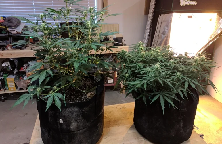 Side-by-side comparison of two autoflowering cannabis plants in black fabric pots. The plant on the left exhibits natural vertical growth with larger gaps between nodes, while the plant on the right has undergone low-stress training (LST), resulting in a short, wide, and perfectly even canopy.