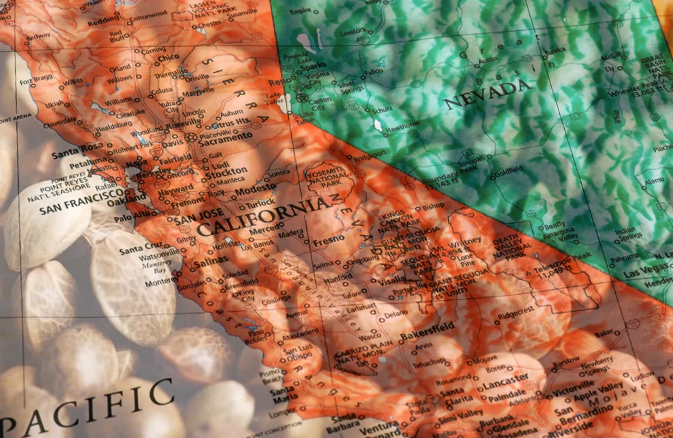 Best Strains to Grow in California (2026): An Expert Grower's Guide