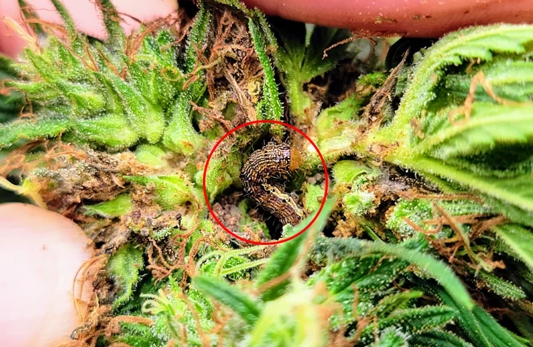 A close-up of a brown-striped caterpillar inside a cannabis bud, highlighted by a red circle, showing brown rot and damage to the surrounding flower tissue.