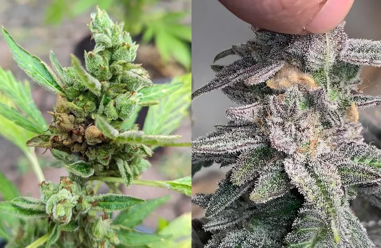 A side-by-side comparison of cannabis bud rot; the left image shows a green bud with brown, dying sugar leaves, and the right image shows a finger pulling back a purple bud to reveal grey, fuzzy mold spores inside.