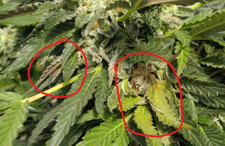 A close-up of a cannabis flower showing signs of bud rot (botrytis) with red circles identifying the brown, decaying leaves and mushy interior caused by high humidity.
