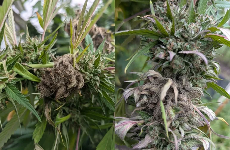 lose-up side-by-side comparison of grey fuzzy mould known as bud rot or Botrytis on a cannabis plant growing outdoors.