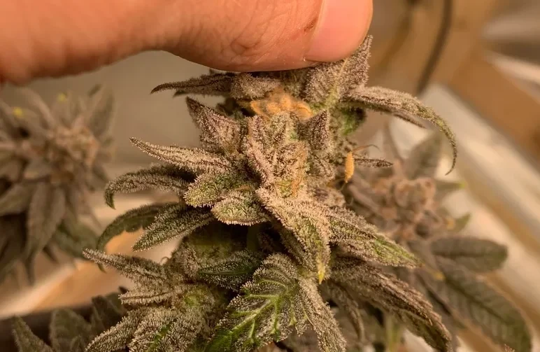 Identifying and Curing Bud Rot: Your Step-by-Step Playbook