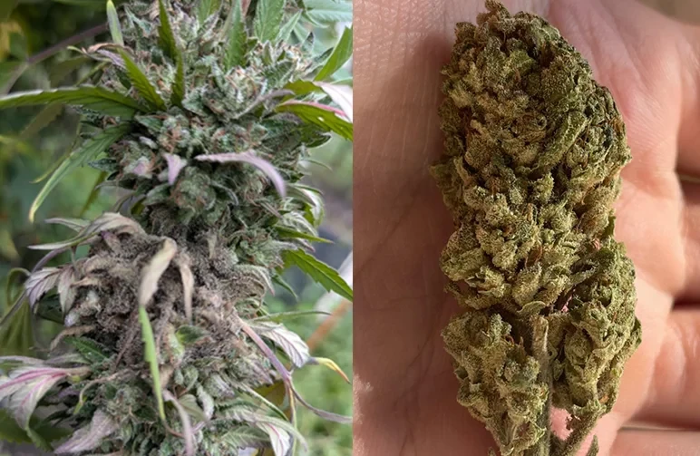 A side-by-side comparison showing a cannabis bud with grey mold rot from humidity (left) versus a healthy, frosty, golden harvested bud (right).