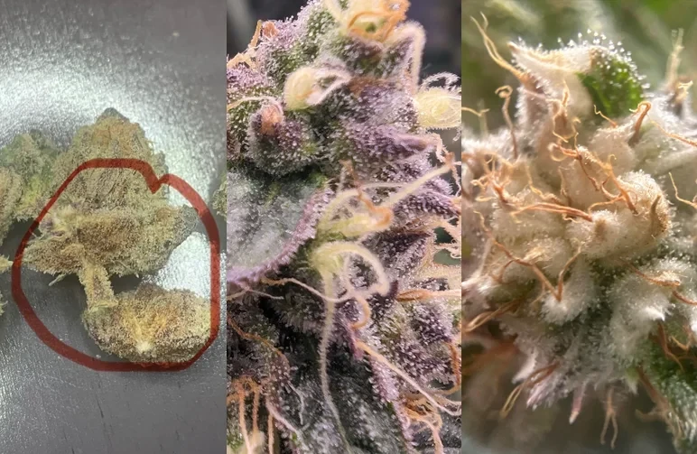 A three-way comparison of cannabis flowers: the first shows gray fuzzy bud rot, the second shows healthy frosty trichomes, and the third shows white light-bleached flower tips.