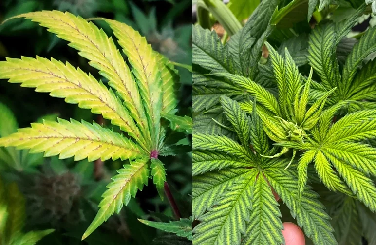Side-by-side comparison of two cannabis leaves; the left leaf shows brown rust spots typical of calcium deficiency, and the right leaf shows yellowing between green veins characteristic of magnesium deficiency.